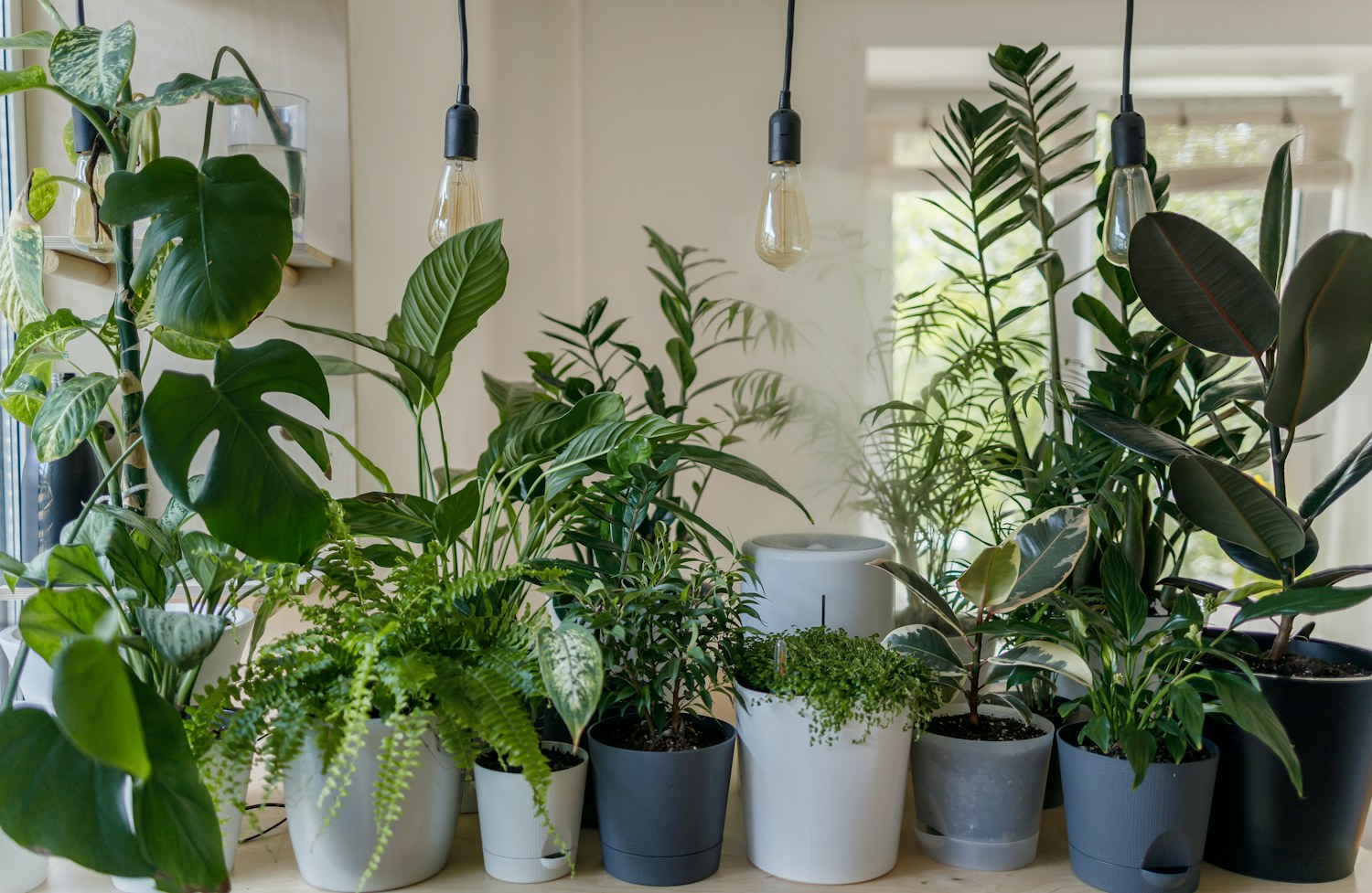 A leafy green plant growing in a ceramic pot