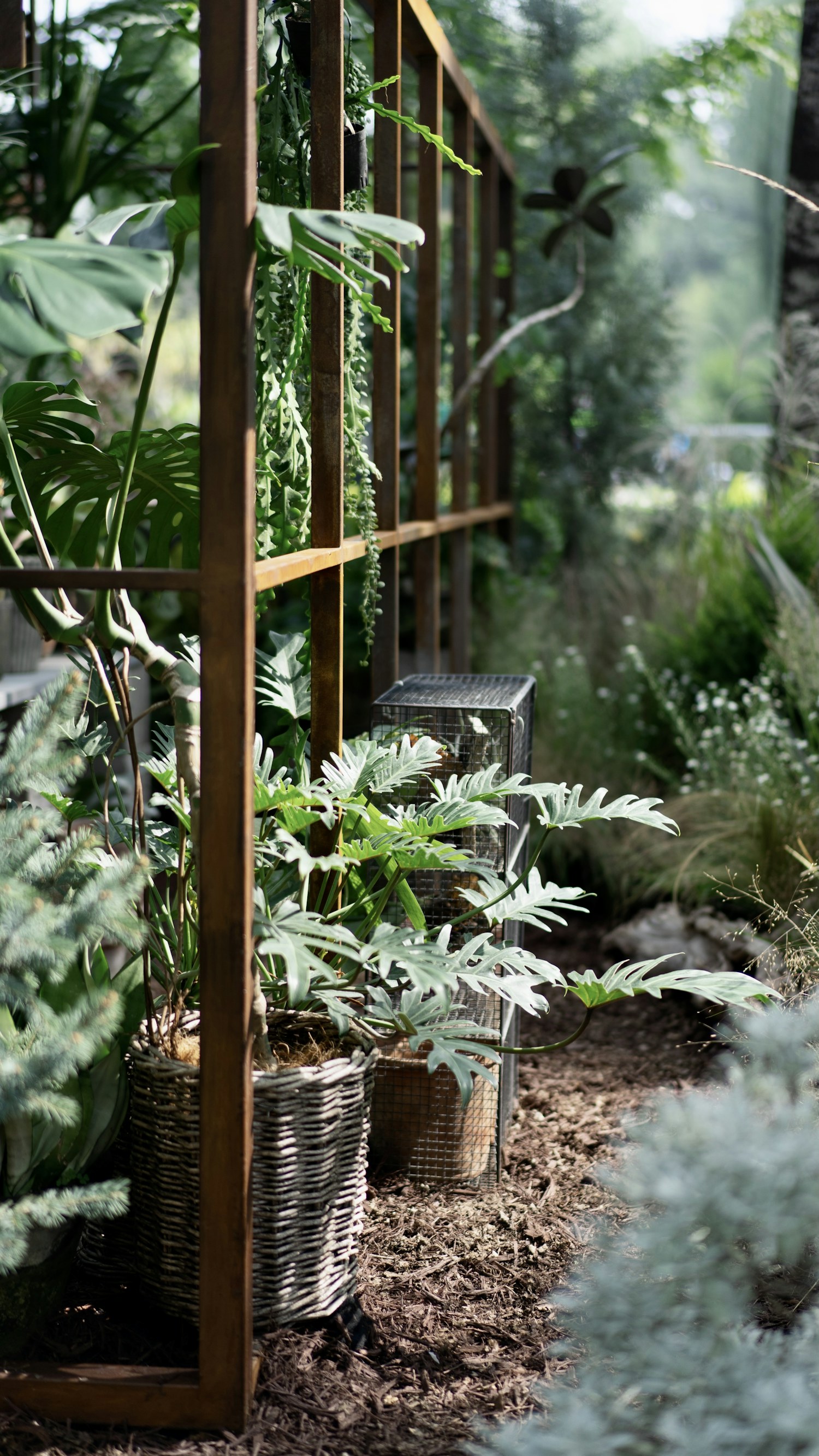 A green plant growing in a wooden planter