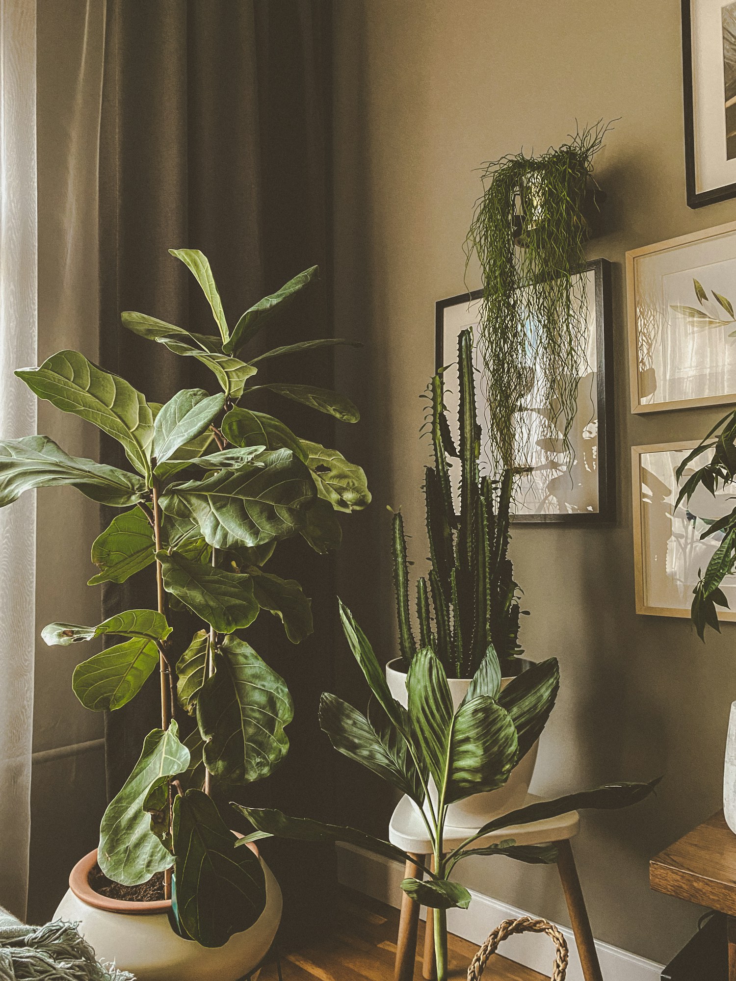 A potted plant beside a dark-framed mirror in a green interior