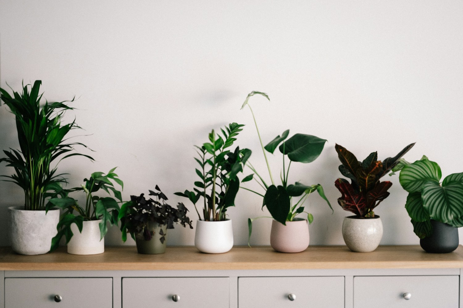A leafy green plant in a pale ceramic pot