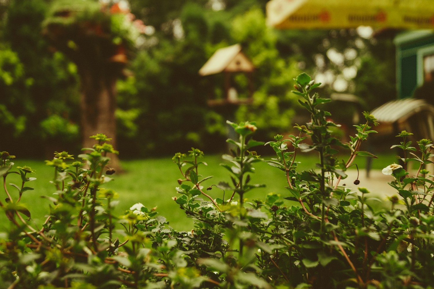 A close view of green foliage in natural light