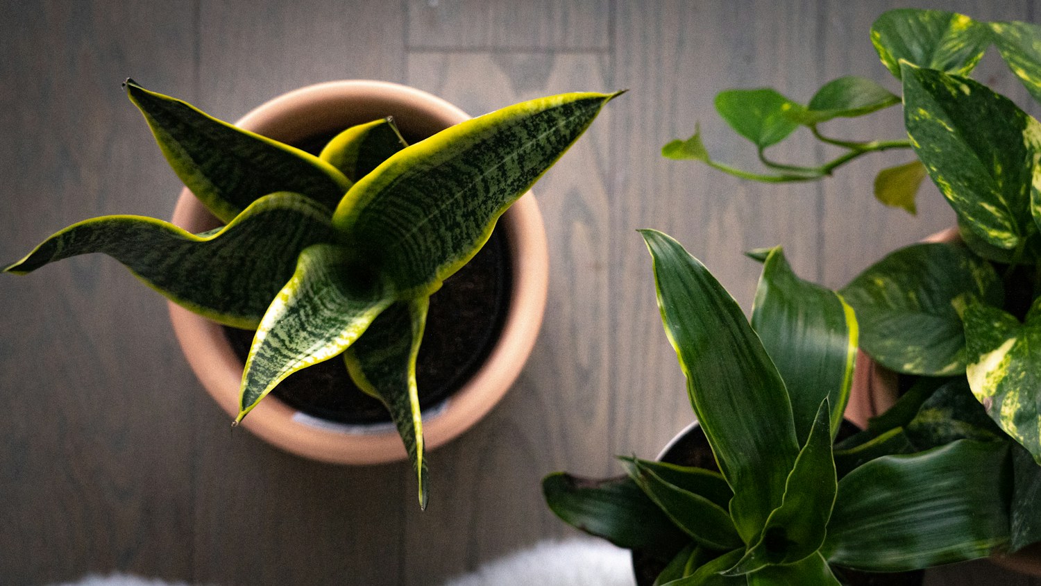 Several leafy plants arranged together on a table