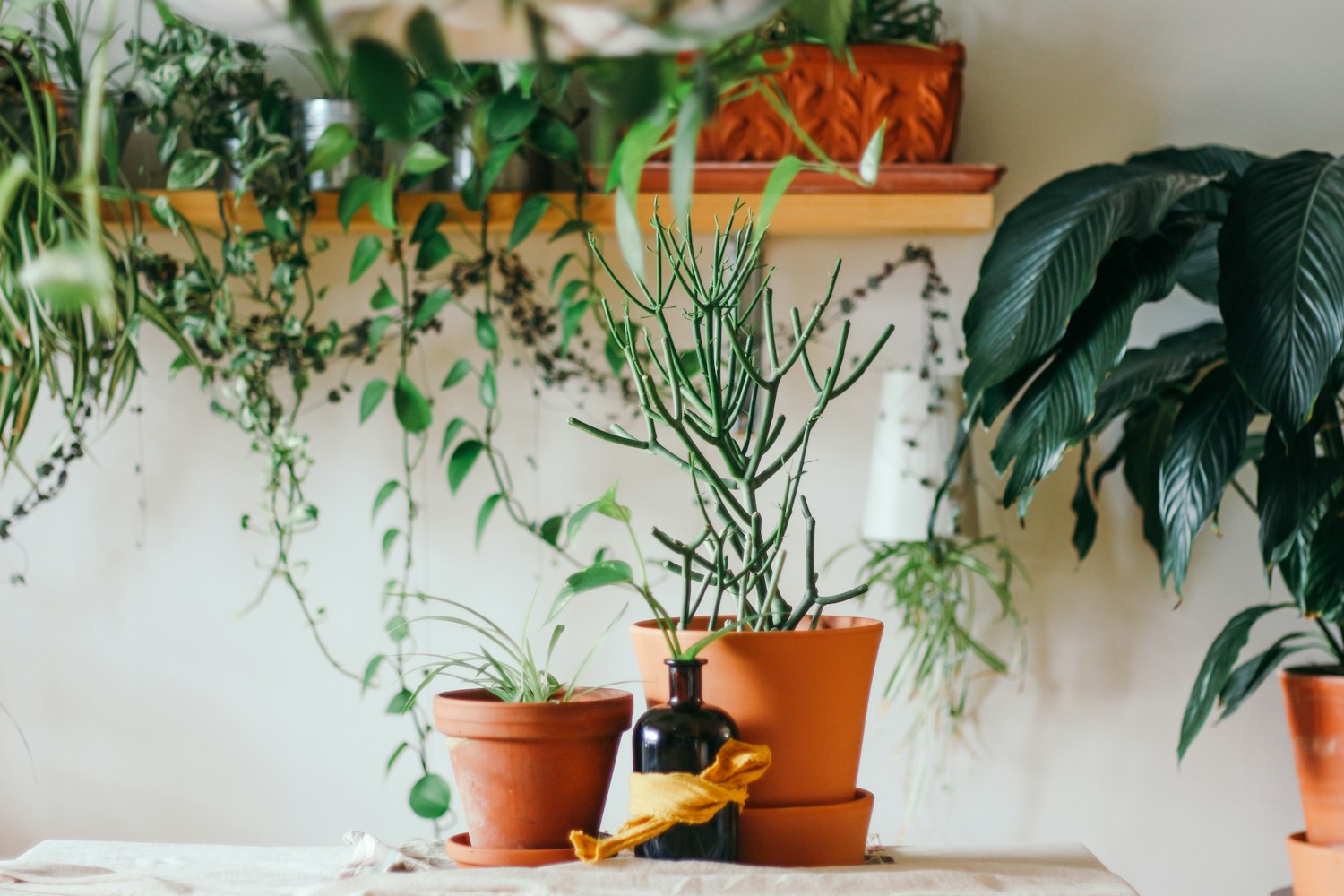 Two green leafy plants growing in brown pots