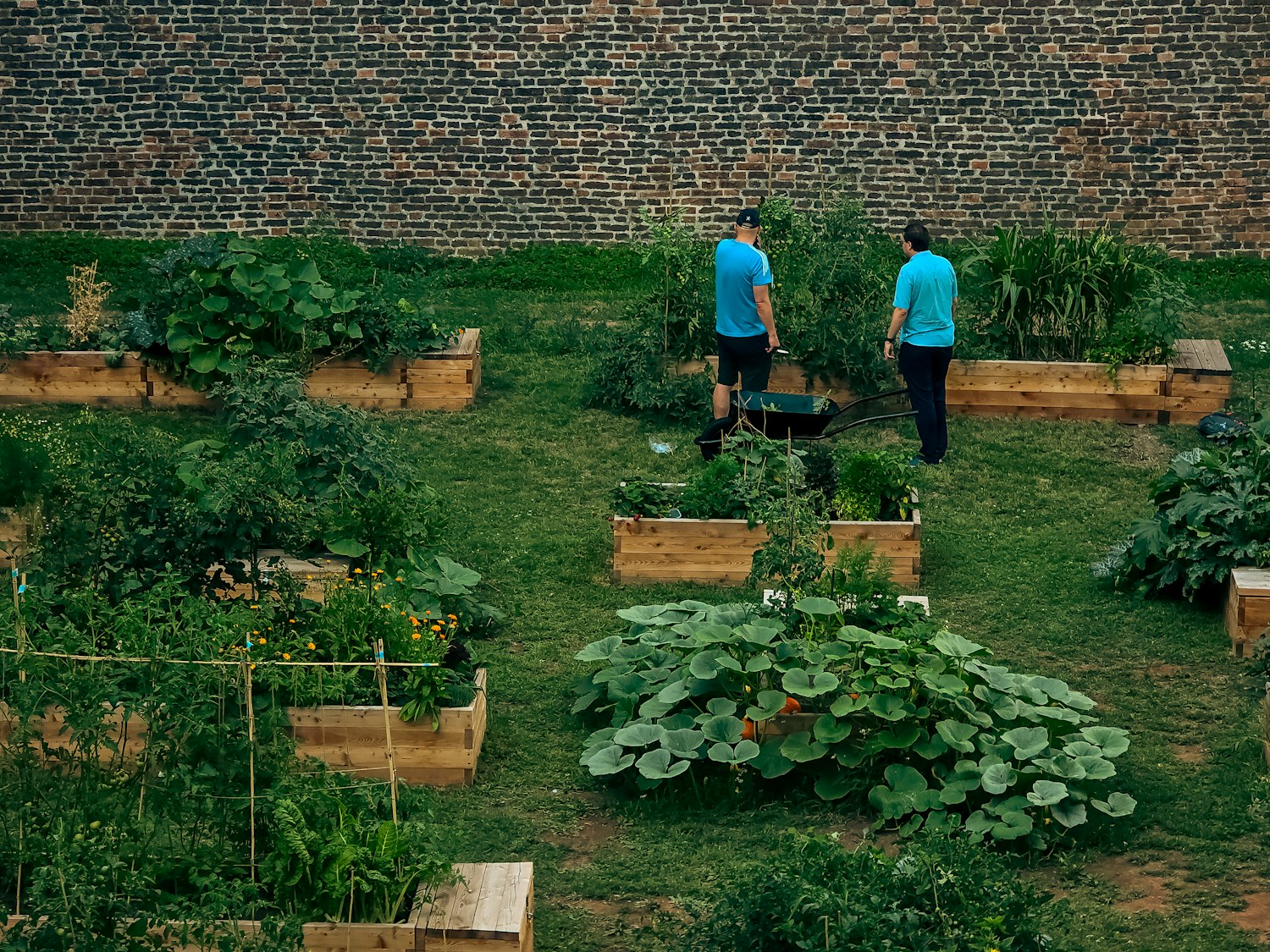 Two people tending a community garden with wooden raised beds
